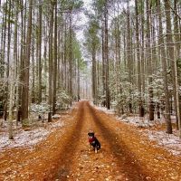 23.68 acres of Residential Recreational Hunting Land For Sale in Louisa County VA images 5
