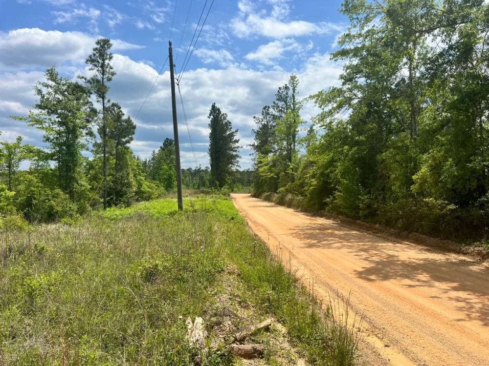 35 Acres in the Heart of the DeSoto National Forest in Wayne County MS featured image