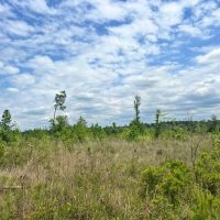 35 Acres in the Heart of the DeSoto National Forest in Wayne County MS images 3