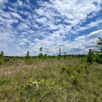 35 Acres in the Heart of the DeSoto National Forest in Wayne County MS images 4