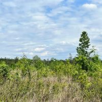 35 Acres in the Heart of the DeSoto National Forest in Wayne County MS images 5