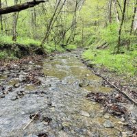 Labelle Rd. Fayette County - 200 acres images 4