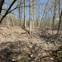 5 acres Recreational Land and Hunting Land in Grove NY CR15B images 2