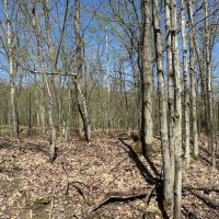 5 acres Recreational Land and Hunting Land in Grove NY CR15B images 3