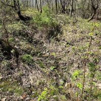 5 acres Recreational Land and Hunting Land in Grove NY CR15B images 4