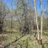 5 acres Recreational Land and Hunting Land in Grove NY CR15B images 5