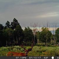 Elk Meadows images 2