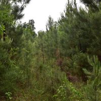 Big Creek Estate images 2