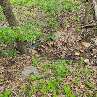 Laclede County Timber Land images 2