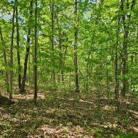 Laclede County Timber Land images 3