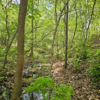 Laclede County Timber Land images 4