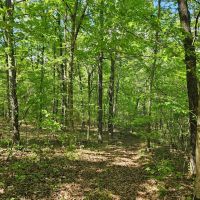 Laclede County Timber Land images 5
