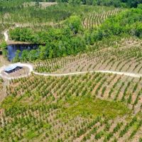 Emanuel County GA Pond and Pines images 5