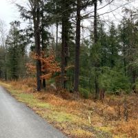 55 acre NY Northern Zone Hunting Land Constantia NY