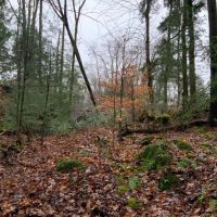 55 acre NY Northern Zone Hunting Land Constantia NY images 2