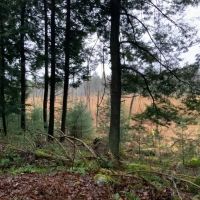 55 acre NY Northern Zone Hunting Land Constantia NY images 3