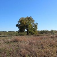 Homesites with oak trees a short commute from Downtown Ft. Worth images 4