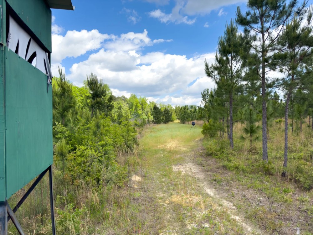 93 Acres Hunting Property with Pine Straw Lease featured image