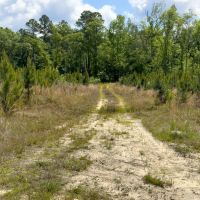 93 Acres Hunting Property with Pine Straw Lease images 2