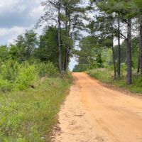 93 Acres Hunting Property with Pine Straw Lease images 3