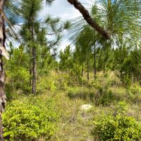 93 Acres Hunting Property with Pine Straw Lease images 5
