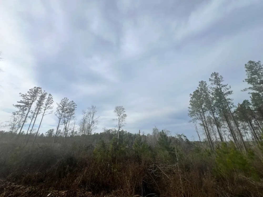 40 Acres in Waynesboro in Wayne County MS featured image