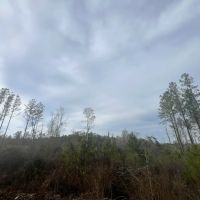 40 Acres in Waynesboro in Wayne County MS