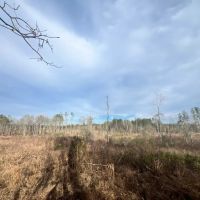 40 Acres in Waynesboro in Wayne County MS images 4