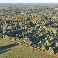 Chiefland 40 Acres images 3