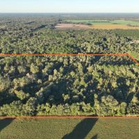 Chiefland 40 Acres images 4