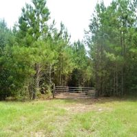 Riverfront Pine Timberland for sale in Pike County MS images 2
