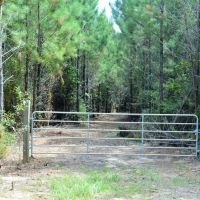 Riverfront Pine Timberland for sale in Pike County MS images 3