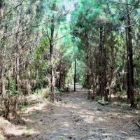 Riverfront Pine Timberland for sale in Pike County MS images 4