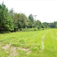 Riverfront Pine Timberland for sale in Pike County MS images 5