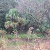 Boatright Well Road Timberland images 3
