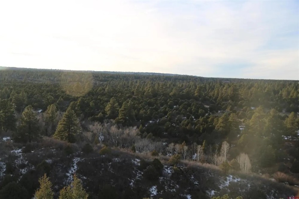 Whispering Pines featured image