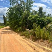 20 Acres in the Desoto National Forest in Wayne County MS images 3