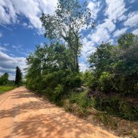 20 Acres in the Desoto National Forest in Wayne County MS images 4