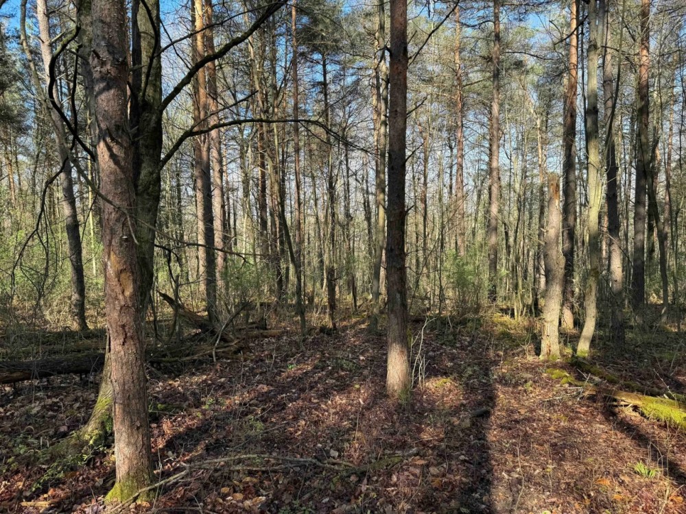 6 acre Building Lot and Recreational Land in Arkport NY Neu Road featured image