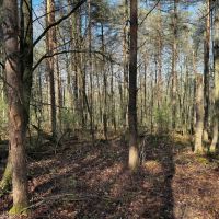 6 acre Building Lot and Recreational Land in Arkport NY Neu Road