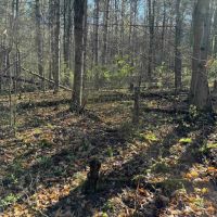 6 acre Building Lot and Recreational Land in Arkport NY Neu Road images 5