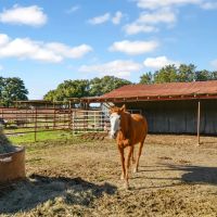 New Property - FIREFLY RD. Salado TX images 2