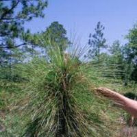 Alligator Creek 3,086 acres hunting land in Baker, GA images 5