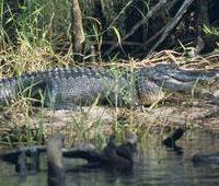Alligator Creek 3,086 acres hunting land in Baker, GA images 3