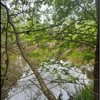 53.2 Acres in Simpson County in Mendenhall MS images 3