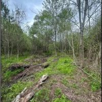 53.2 Acres in Simpson County in Mendenhall MS images 5
