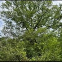 40 Acres in Simpson County in Mendenall MS images 3