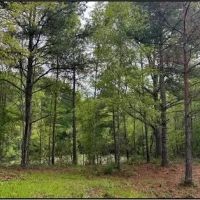 40 Acres in Simpson County in Mendenall MS images 4