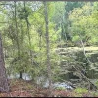 40 Acres in Simpson County in Mendenall MS images 5