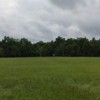 Boeuf 53 images 2